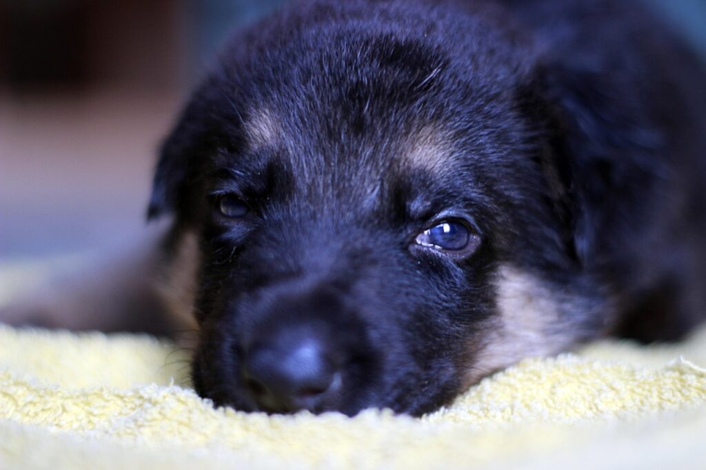 german-shepherd-dog-2440699_1280