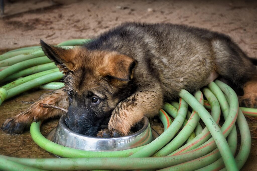 German shepherd puppy