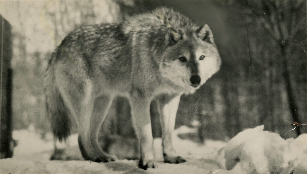Great Plains wolf