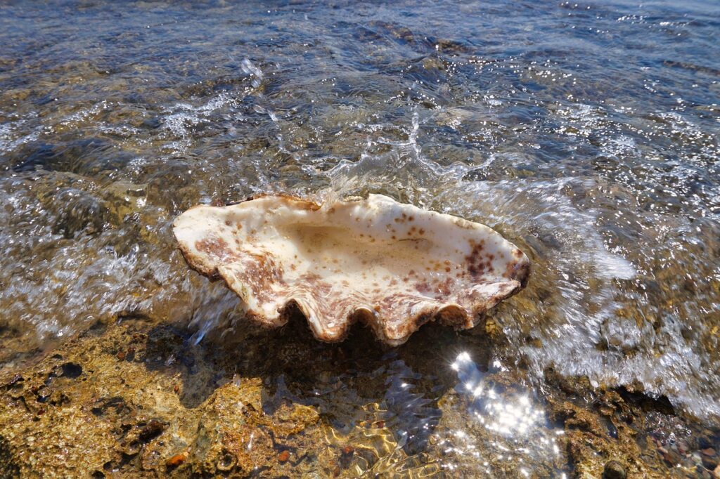 giant-clam-4572217_1280