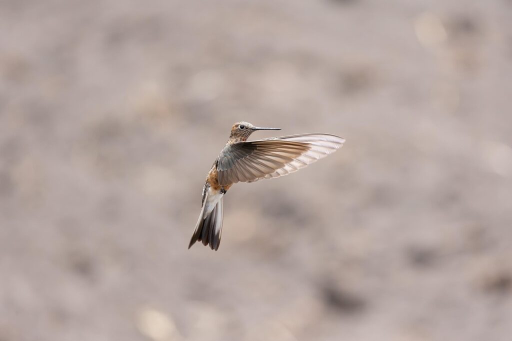 hummingbird