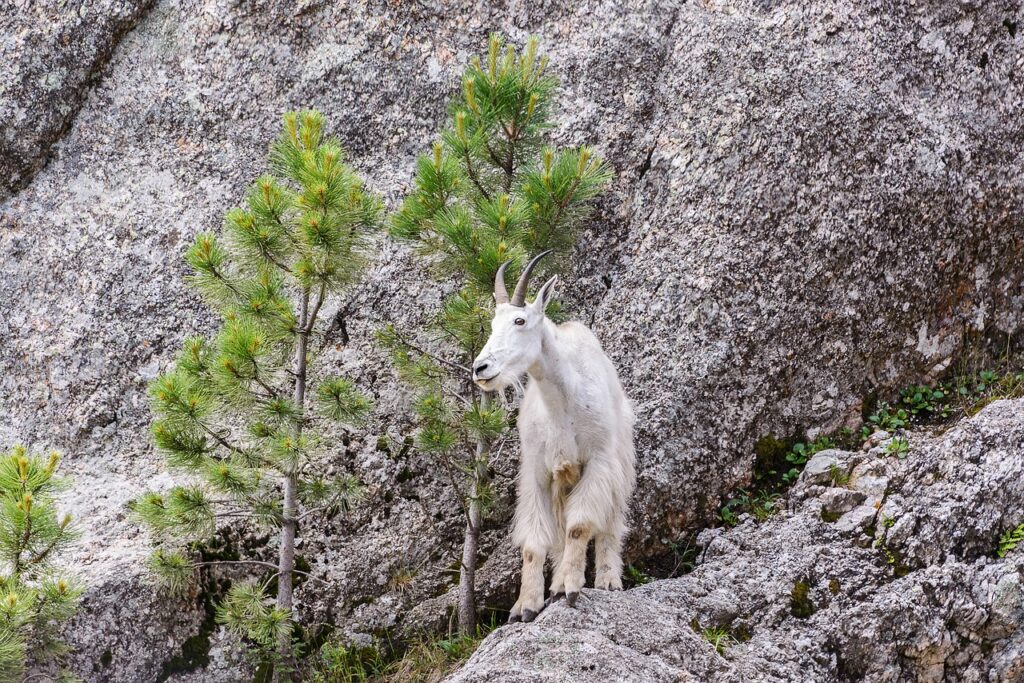 mountain goat-4680078_1280