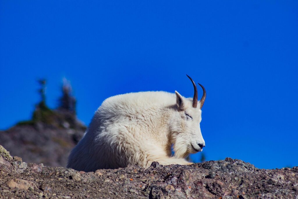 Mountain Goat 