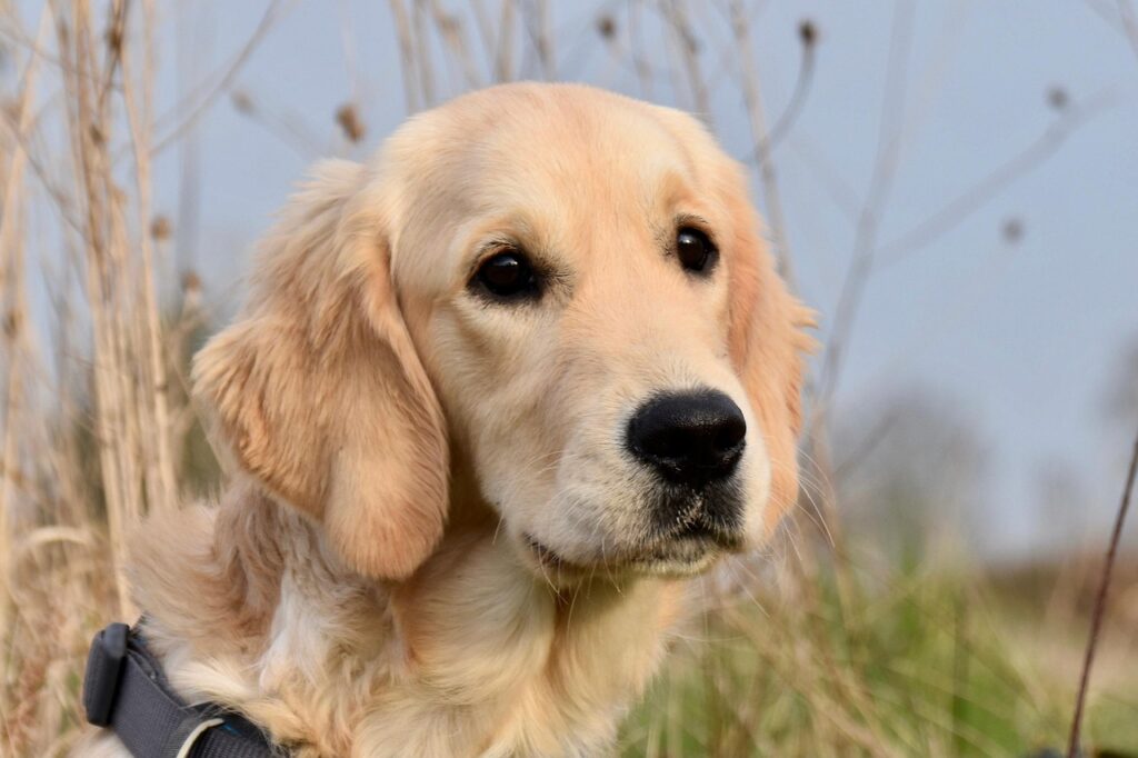 golden-retriever-7045600_1280