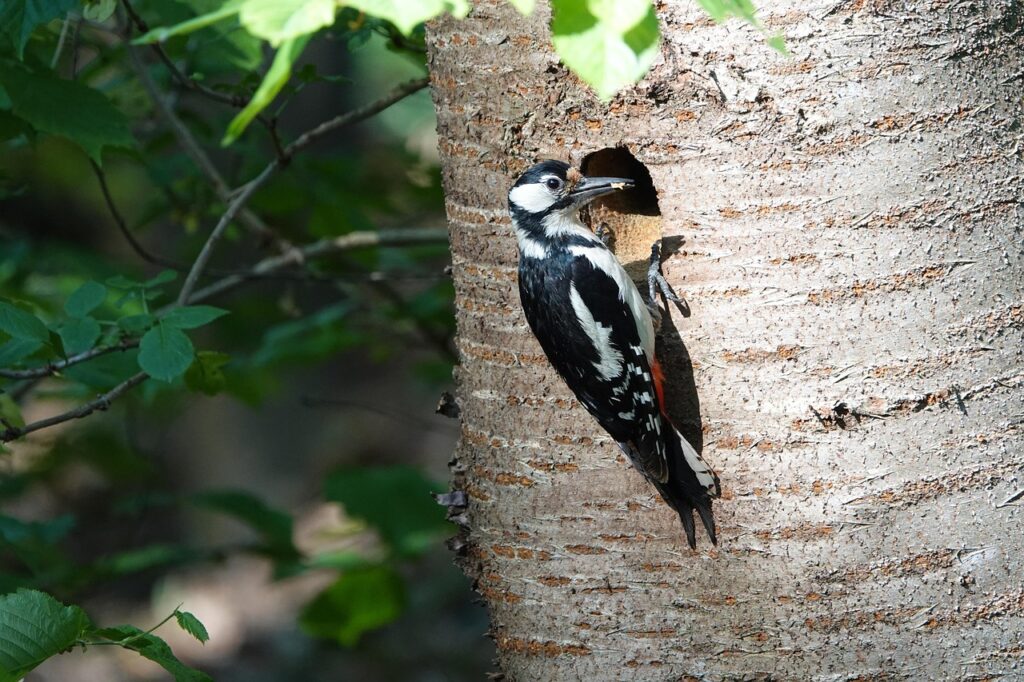 Woodpeckers Drumming