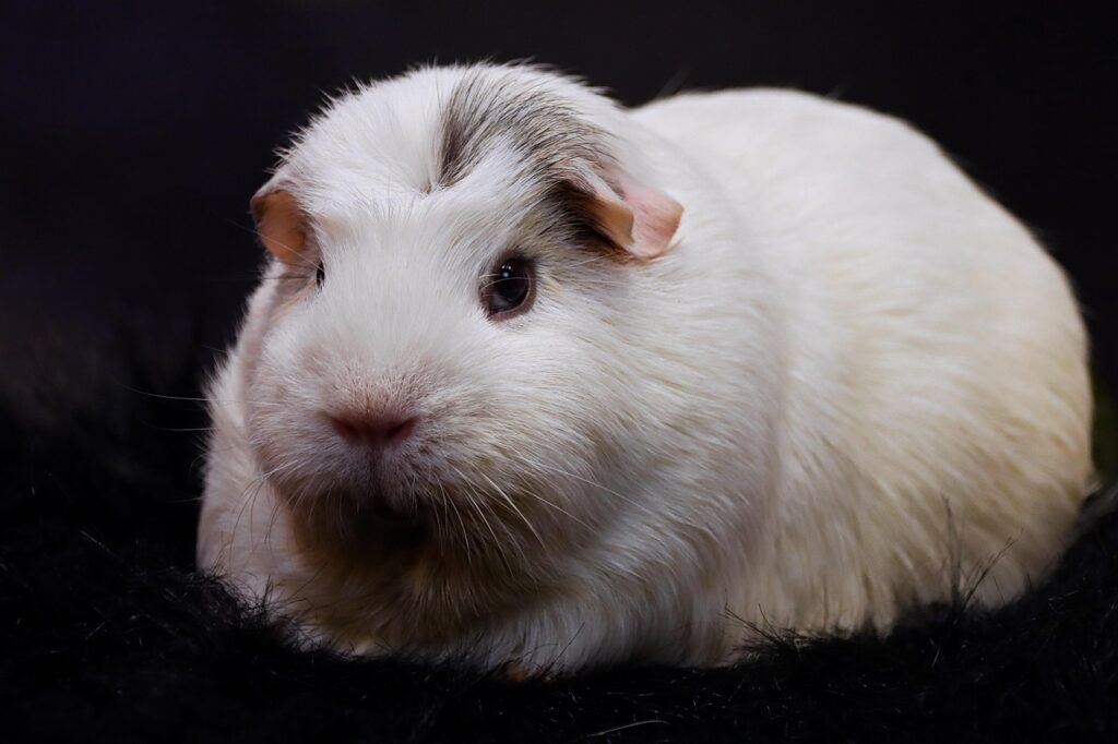 Guinea Pig