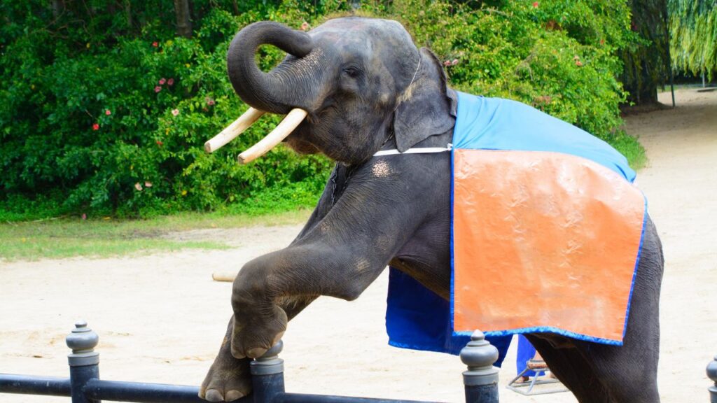 circus elephant
