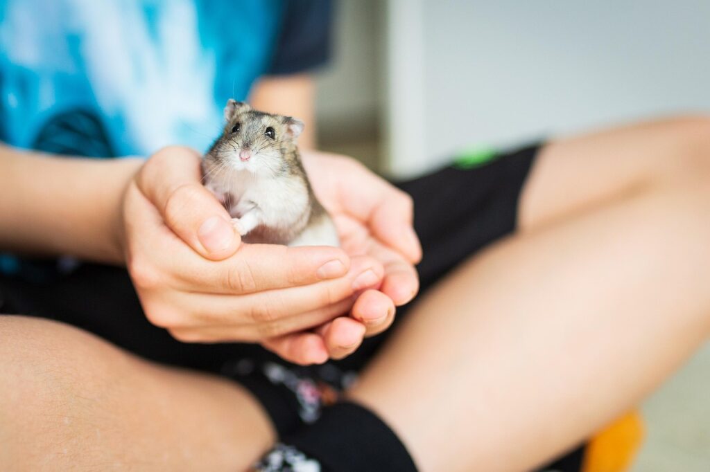 Hamster