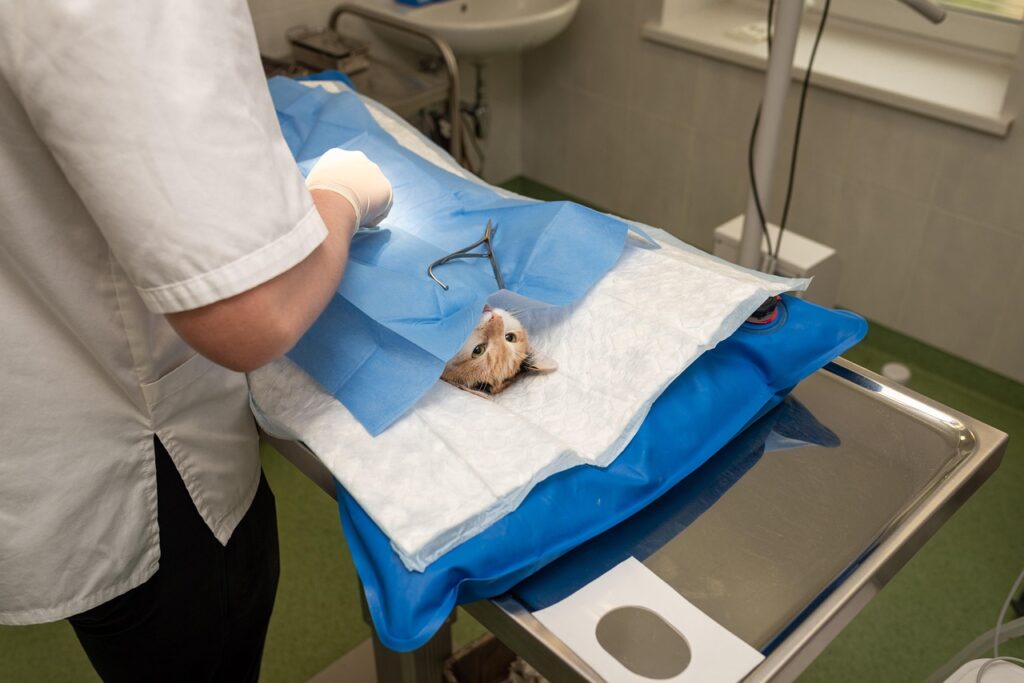 Cat treatment