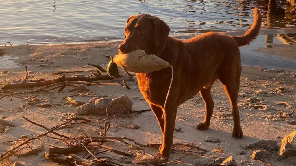 Chesapeake Bay Retriever