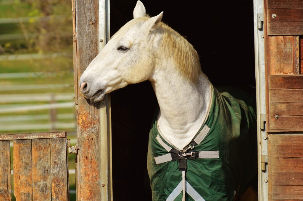 Lonely horse