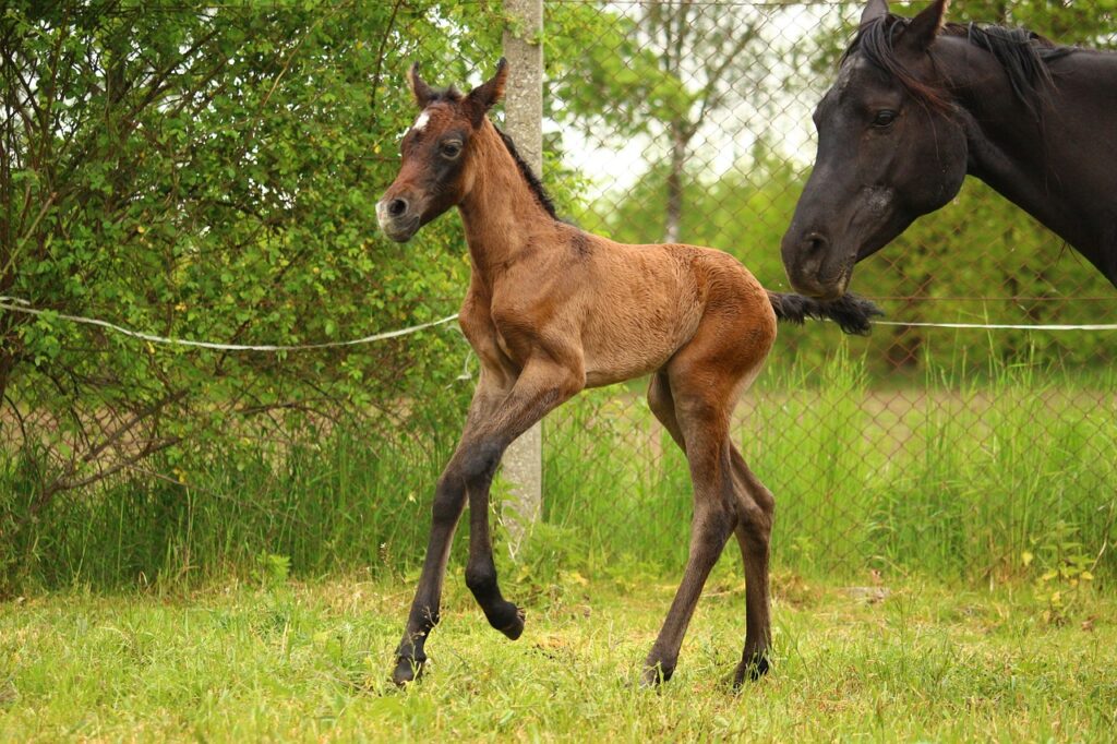 foal