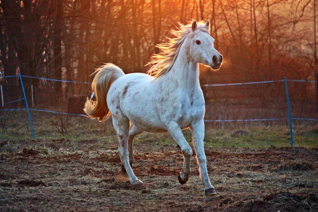 Horse running startled