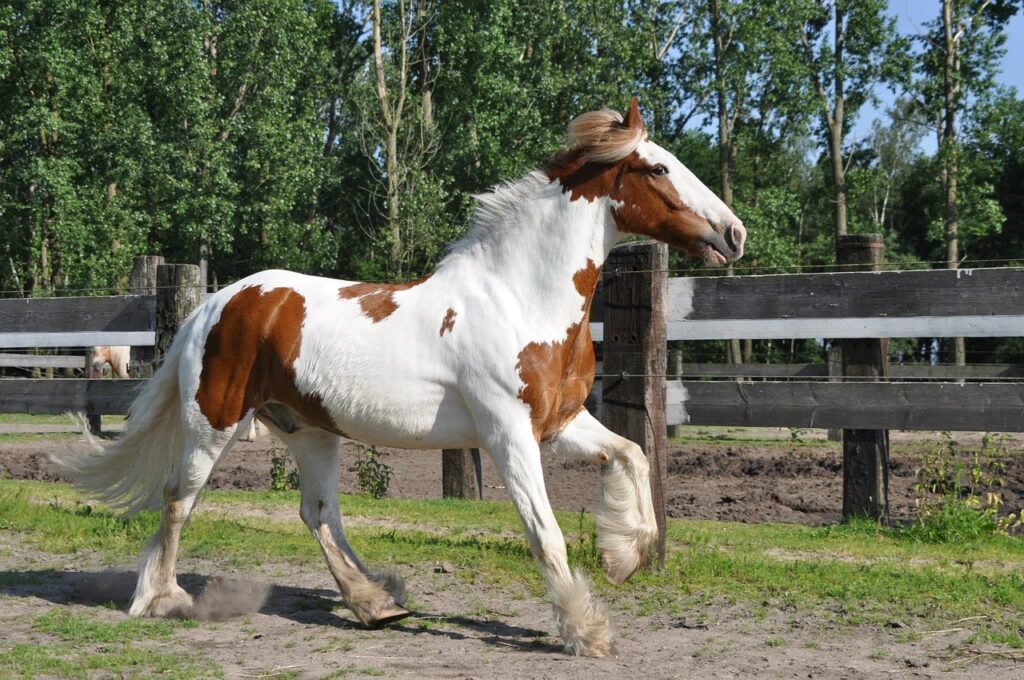 Irish Cob