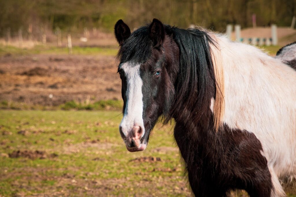 North American spotted draft horse