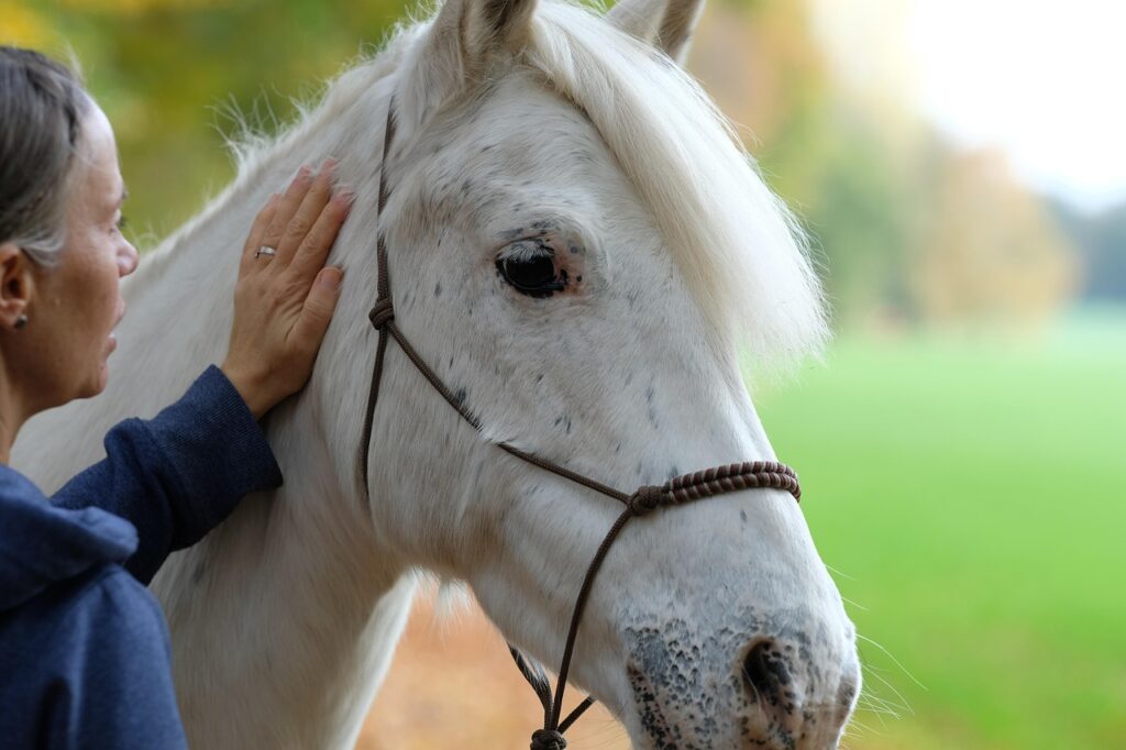 Horse petting