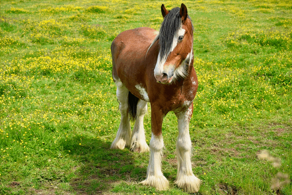 Clydesdale