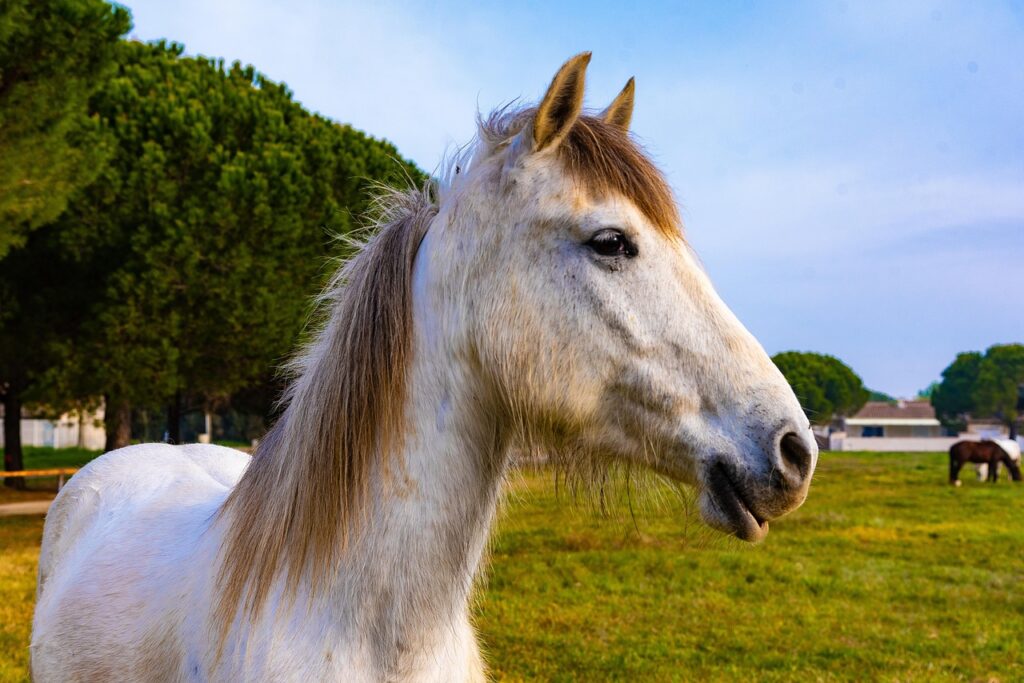 Camargue Horse