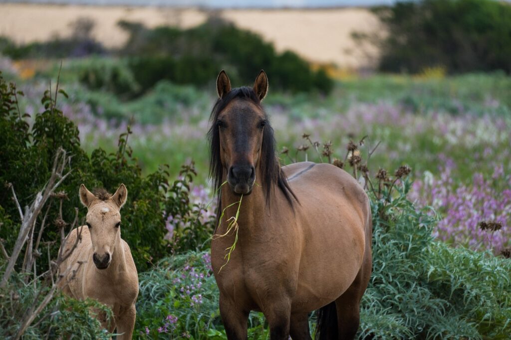foal and horse