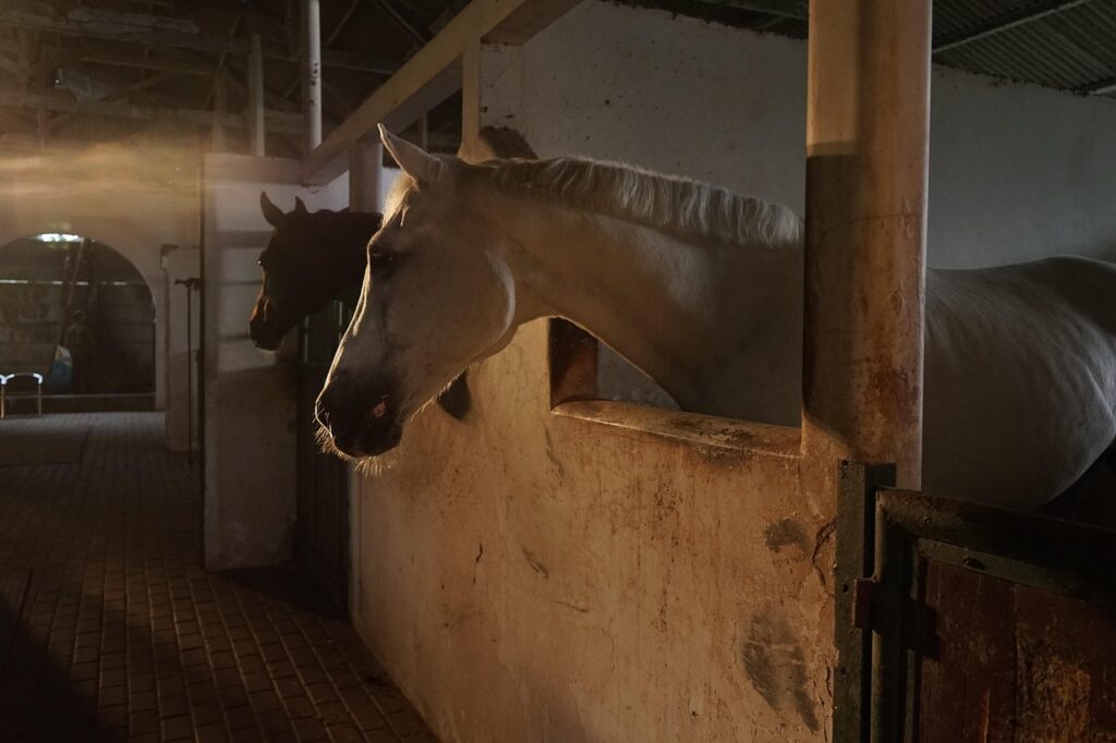 Stressed horse