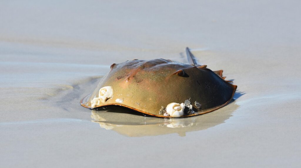 Horseshoe Crab