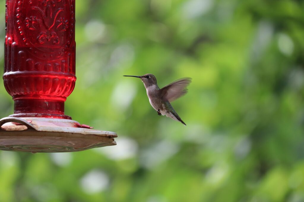 Hummingbird