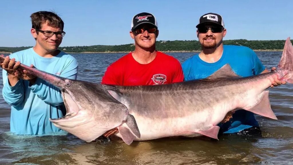 American Paddlefish