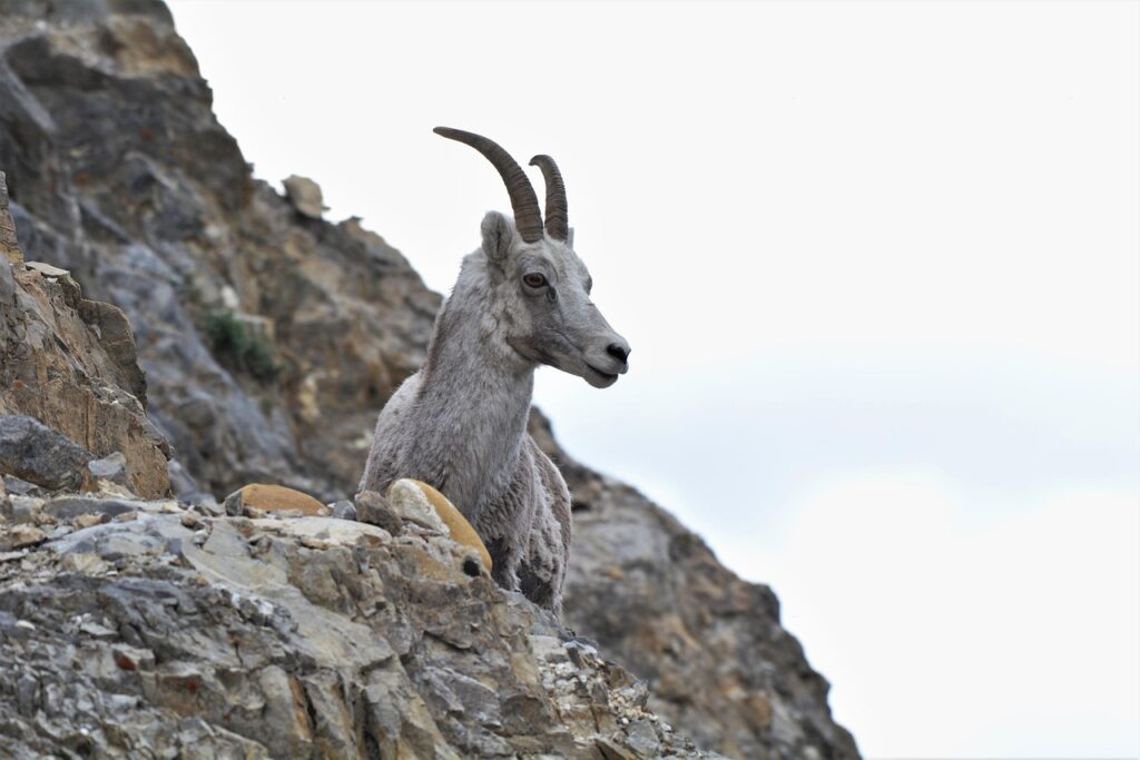 mountain goat