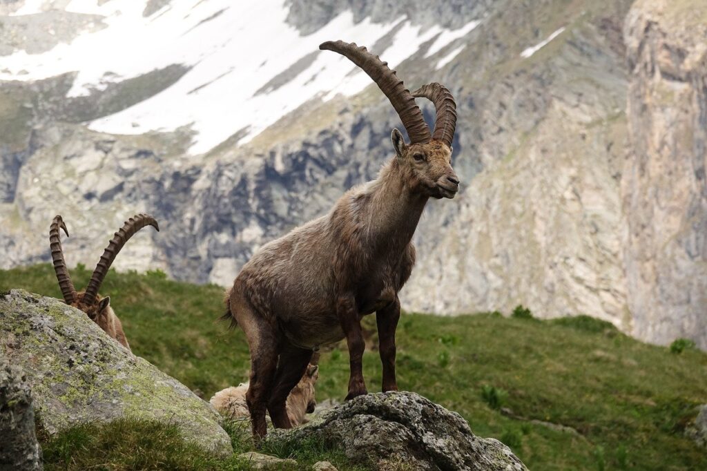 Mountain goat