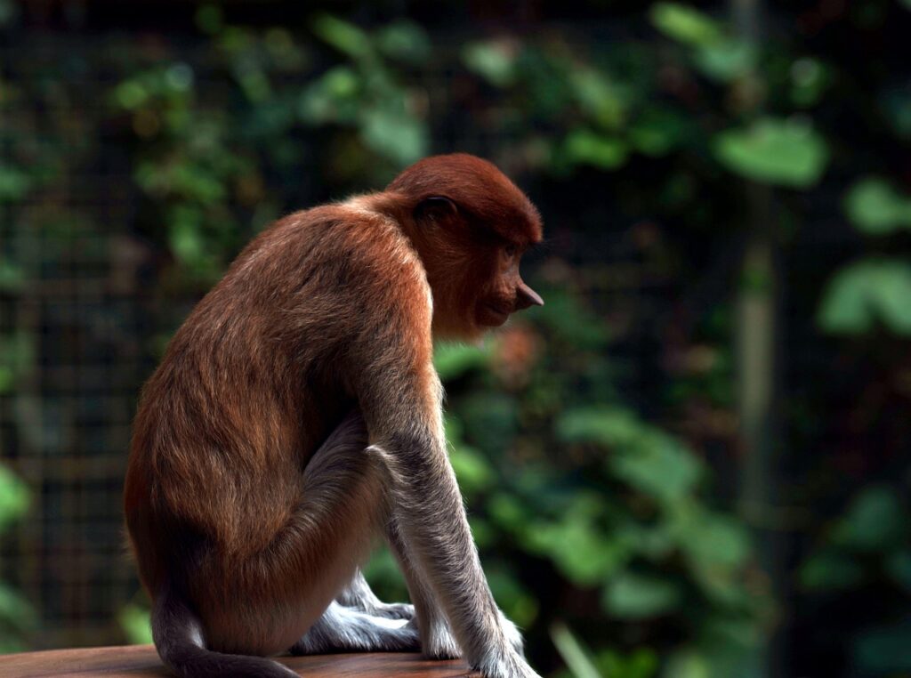  Proboscis Monkey