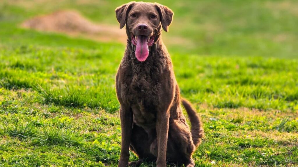 Chesapeake Bay Retriever