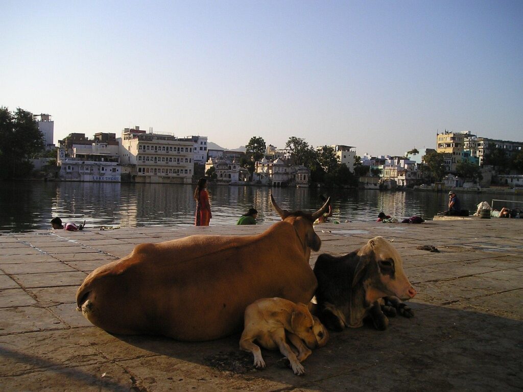 Indian cow