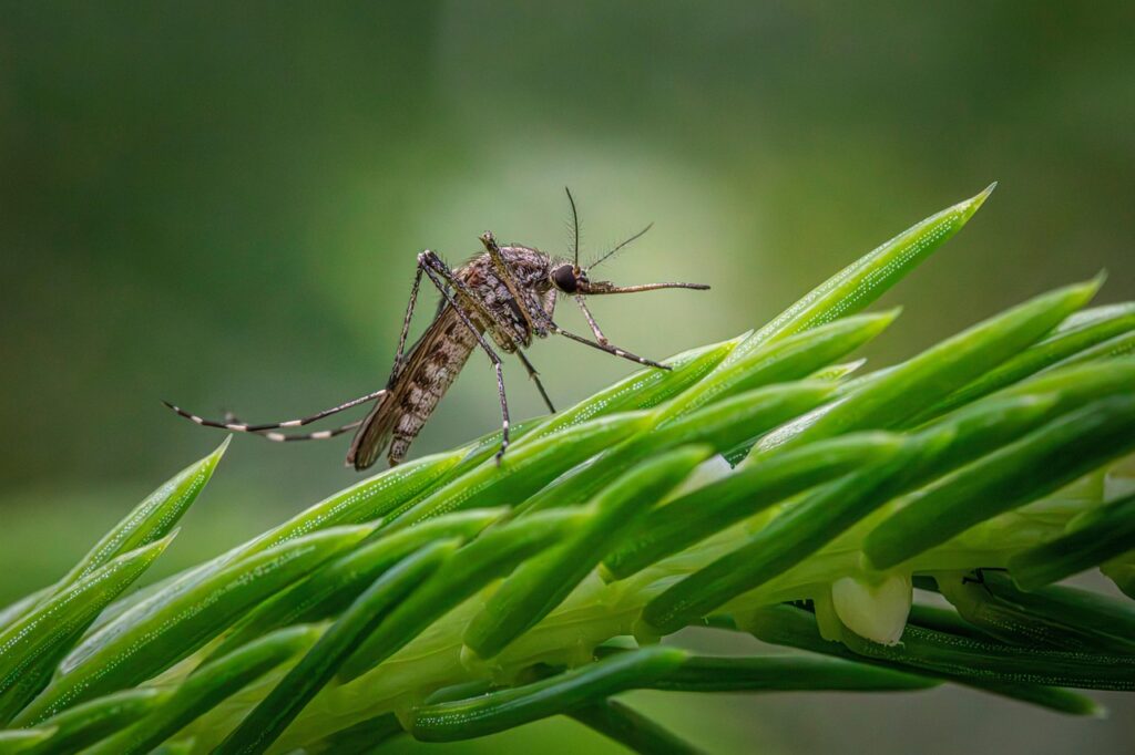 Mosquito