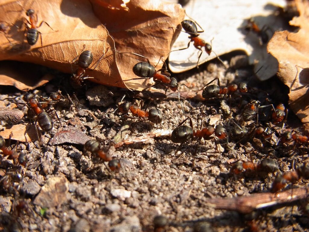 ants