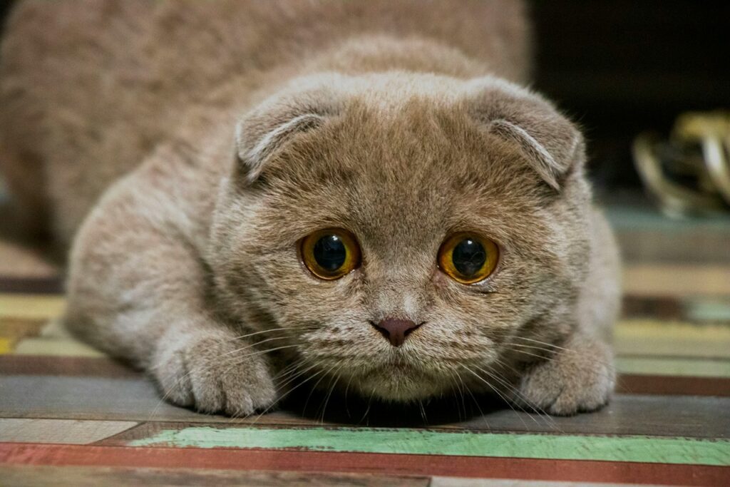 Stress cat