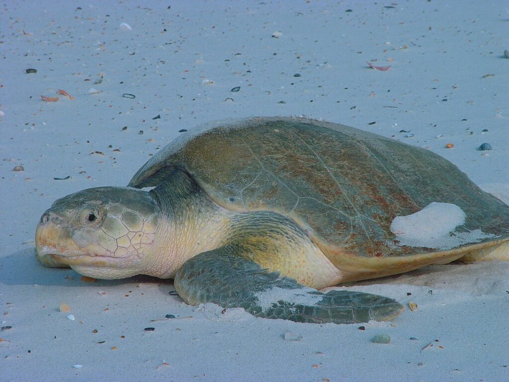  Kemp’s Ridley Sea Turtle