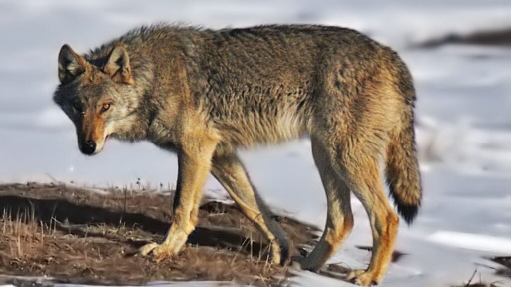 Steppe wolf