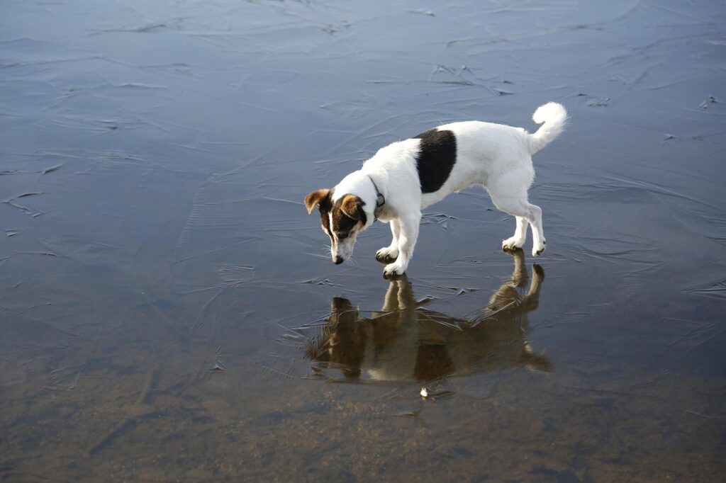 Jack Russell Terrier
