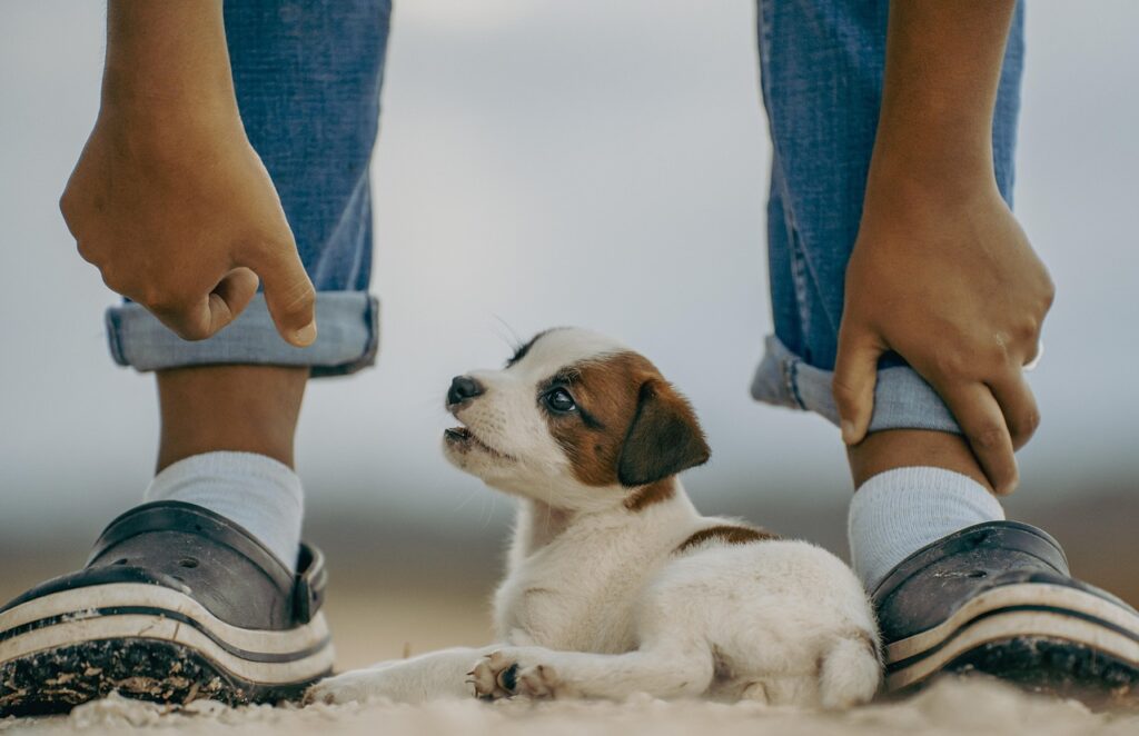 puppy jack russell