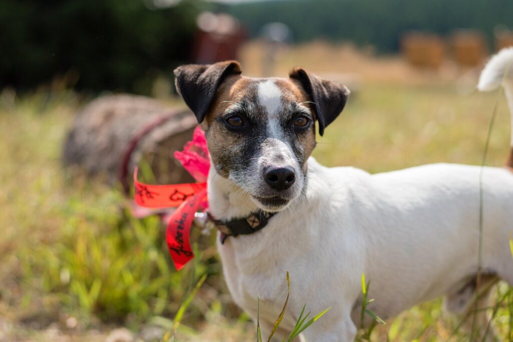 jack-russell-terier-3788378_1280