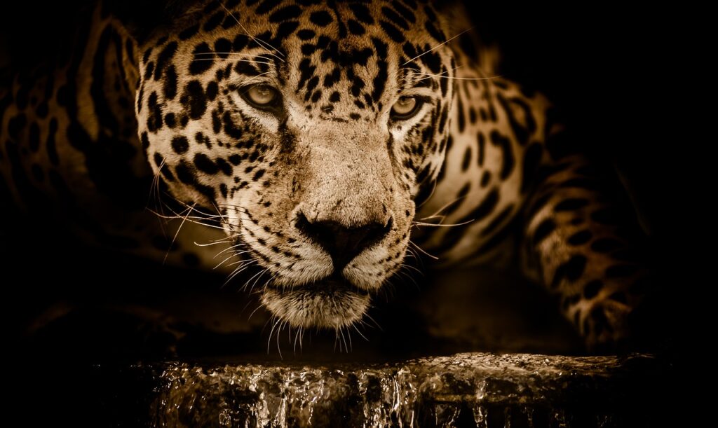 jaguar-2894706_1280