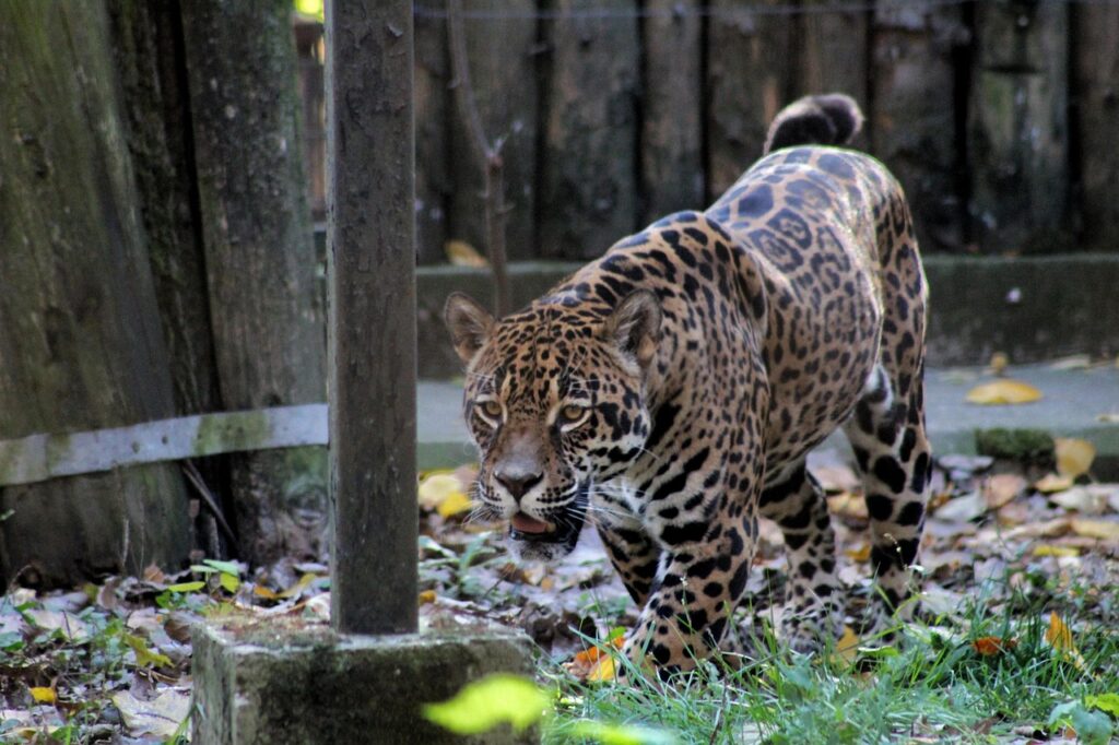 jaguar-6752638_1280