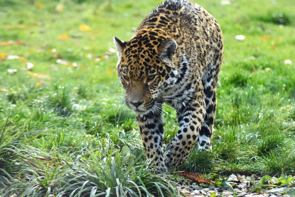 jaguar-8104230_1280