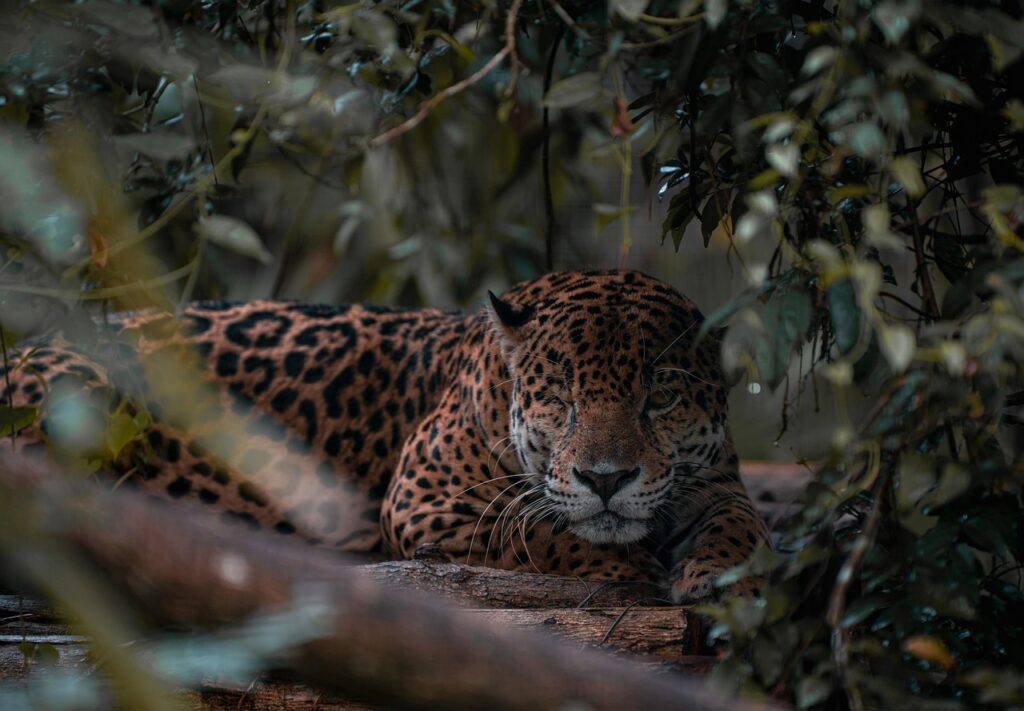 jaguar-8247911_1280