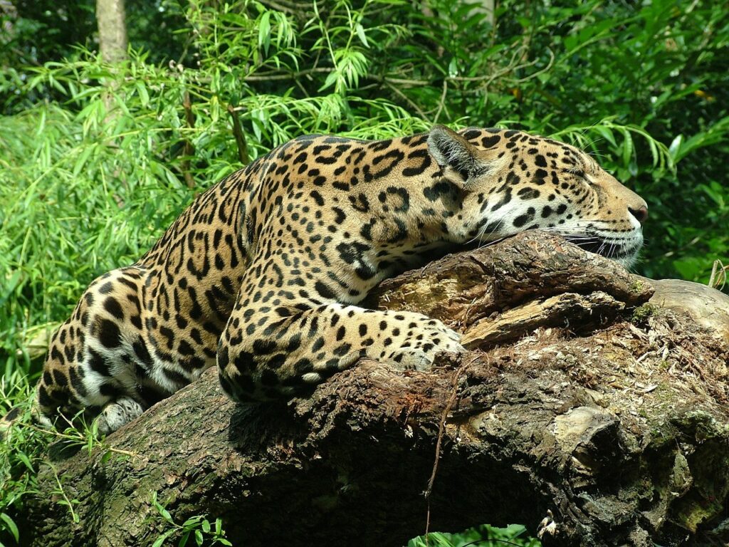jaguar-859412_1280