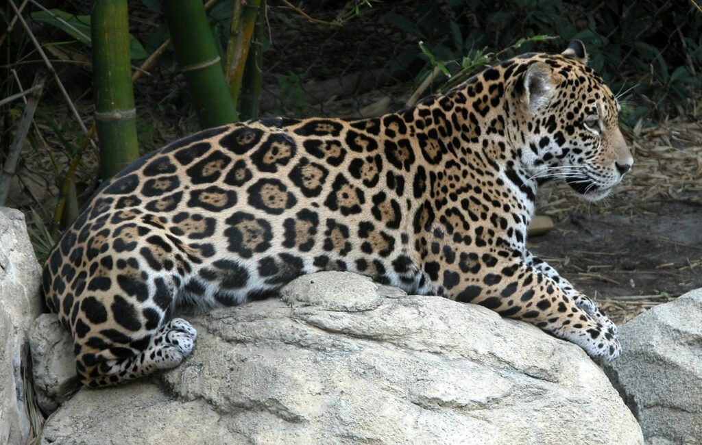 Jaguar