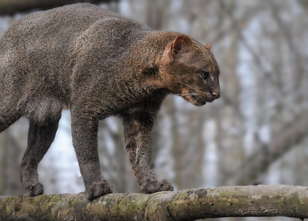 jaguarondi-3970425_1280