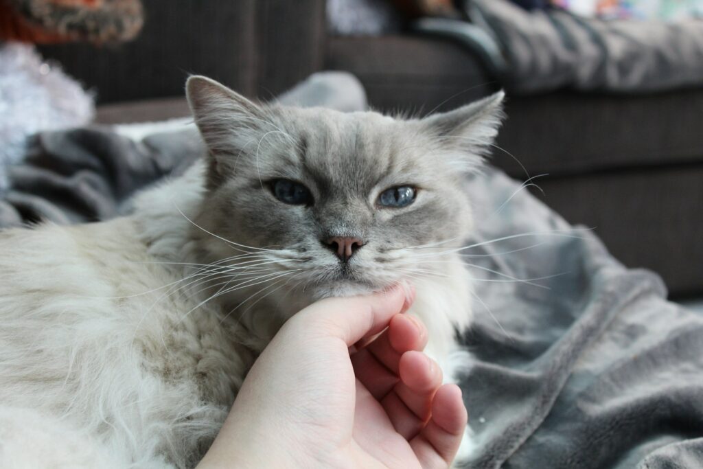 Cat petting