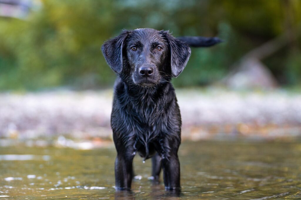 Black Labrador in water