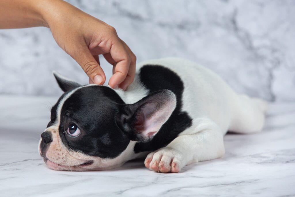 dog resting